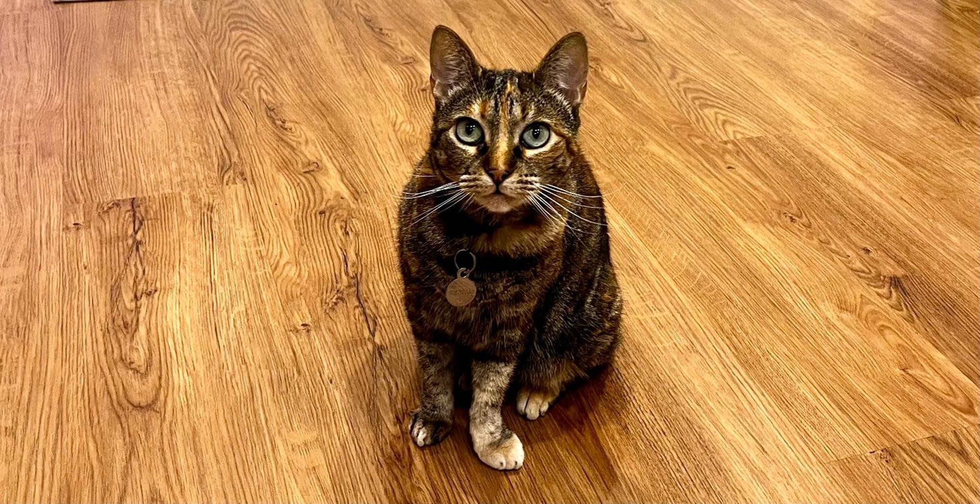 Refugio Do Gato Apartment Палмела Екстериор снимка